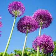 5 Allium Gladiator Purple Bulbs Hardy Summer Perennial Plant Grows Up to 120Cm High GARTHWAITE NURSERIES® UK Stockist