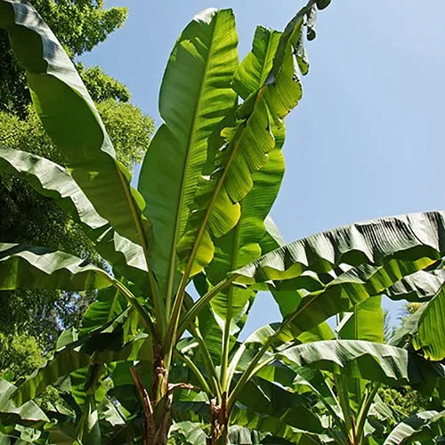 Cuidados com a planta de banana reino unido
