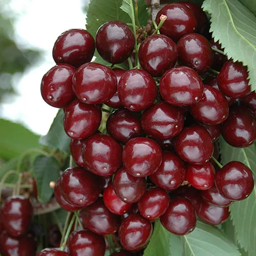 Stella Cherry Tree